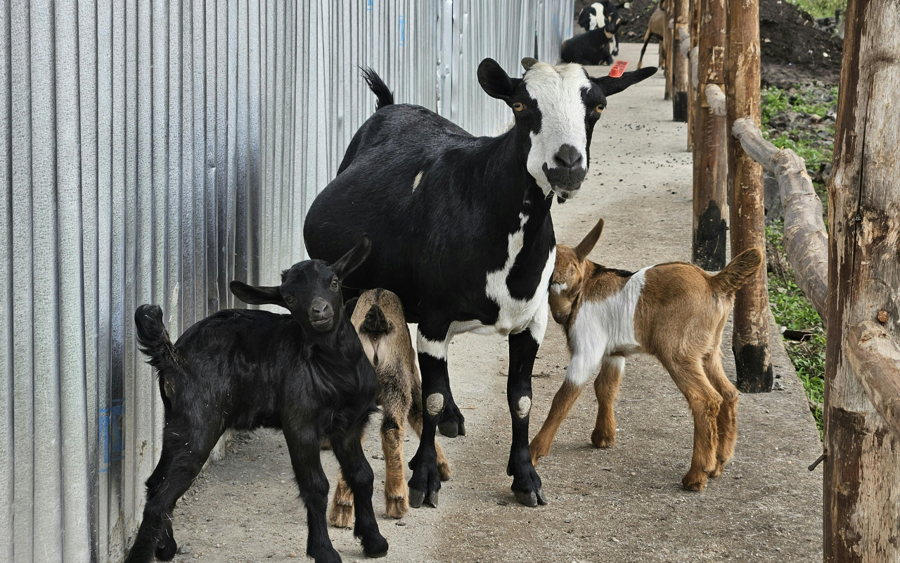 Dierenbevrijding